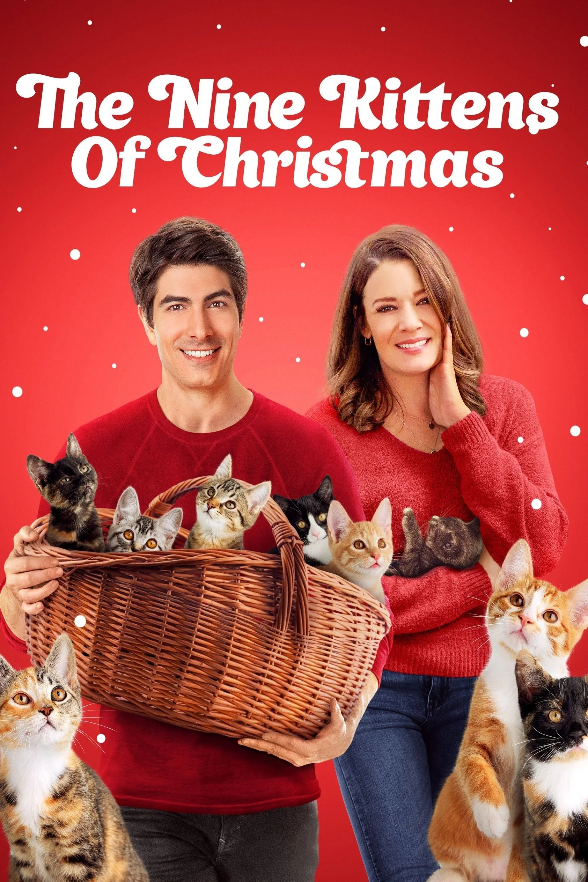Neuf chatons pour Noël