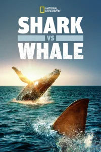 Requin vs Baleine