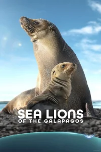 Leones Marinos de las Galápagos