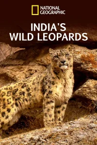 Inde, à la découverte du léopard