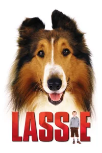 لايسي