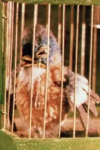 گازوییلی، پرنده کوچک