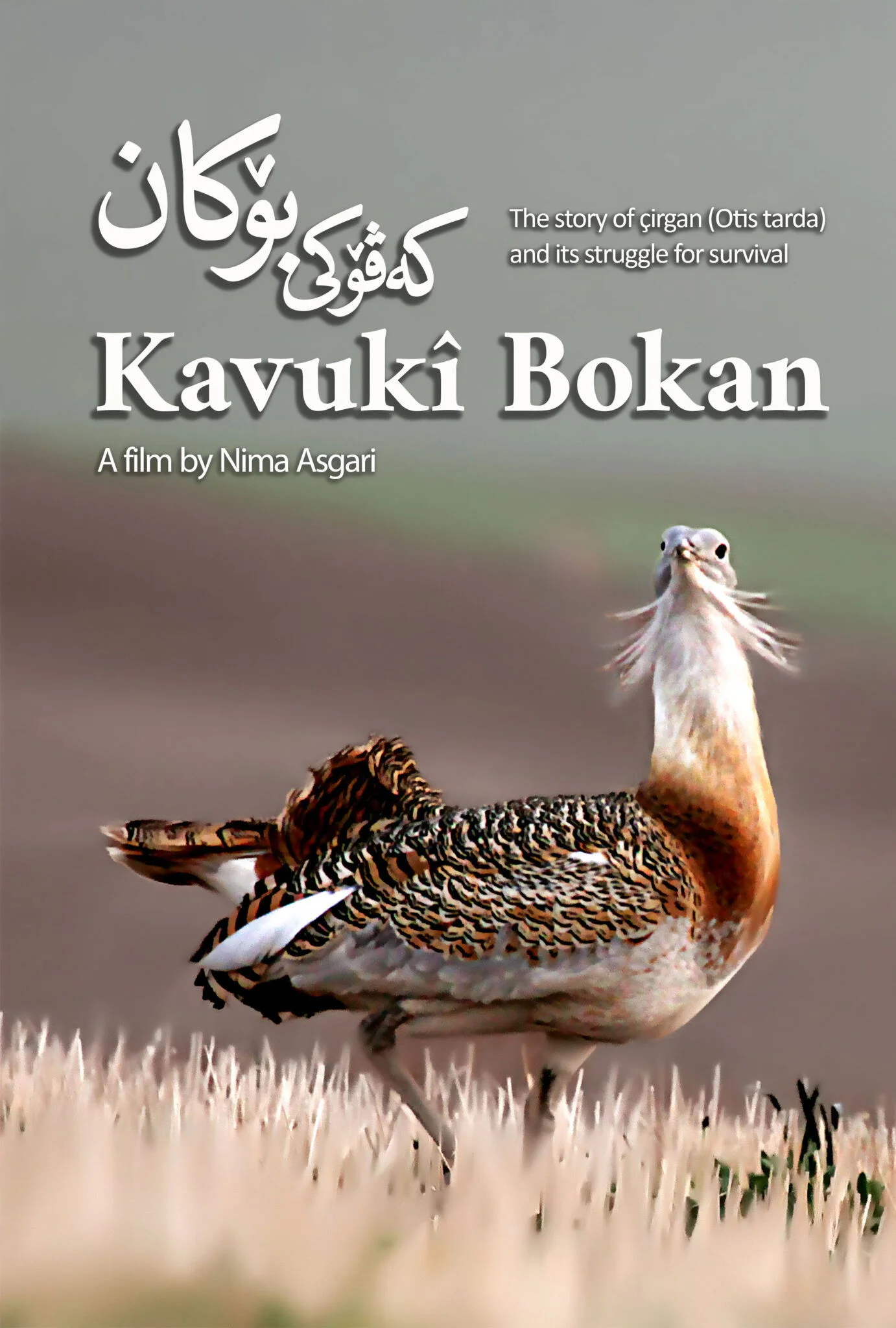 کاوکî بوکان