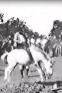 فارس على حصان جامد