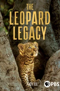 Olimba, la reine des léopards
