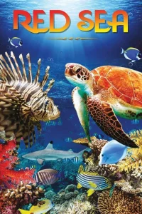 Red Sea