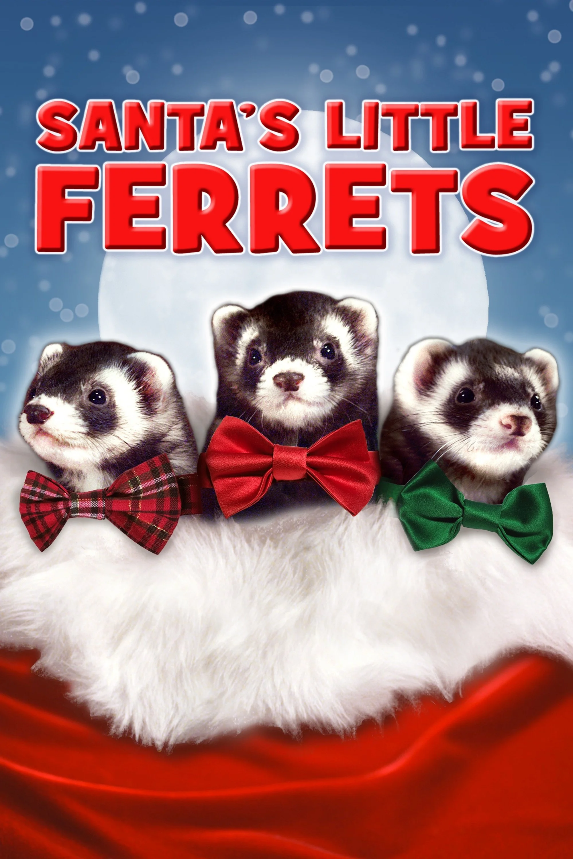ferret های کوچک بابا نان