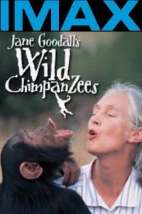 ک chimpanzees وحشی جین گودال