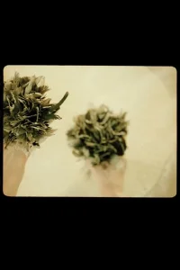 کُم پانه — همان که با تو نان به اشتراک می گذاری