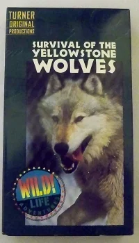 survival of the yellowstone wolves