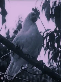 آخرین کلمه در مرغ‌ها