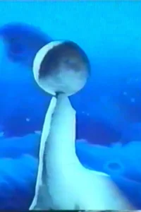 Inversion