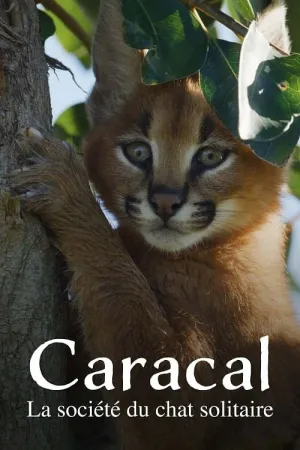 Caracal: The Lone Cat Society (FR)