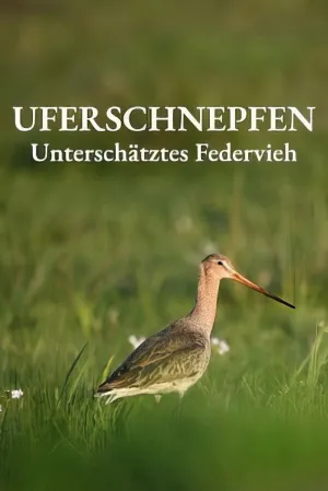 Uferschnepfen - Unterschätztes Federvieh