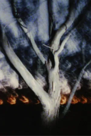 سرزمینی در شب