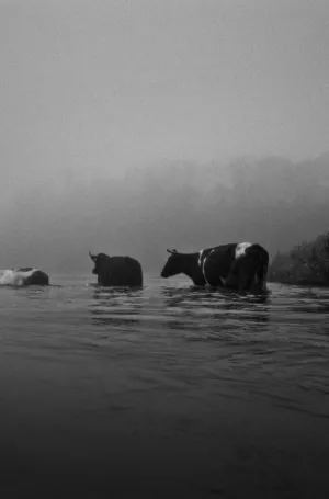 You River