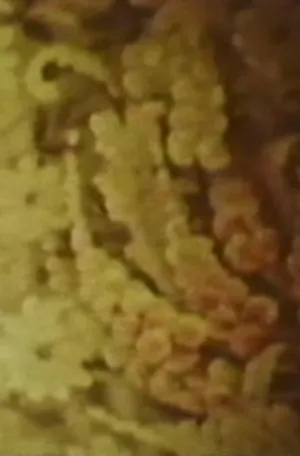 ترانه ۶