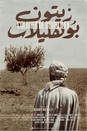 درخت زیتون بول حیوت
