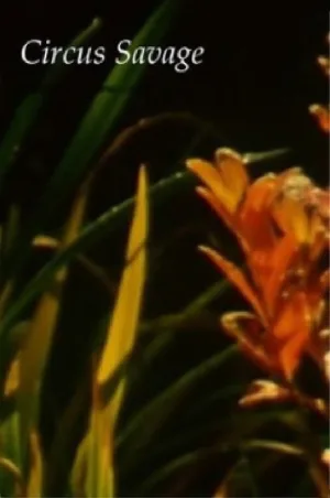 سیرک سوداگرانه