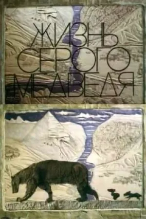 زندگی خرس خاکستری