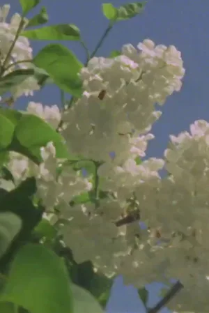 مطالعهٔ نور