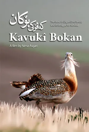 کاوکî بوکان