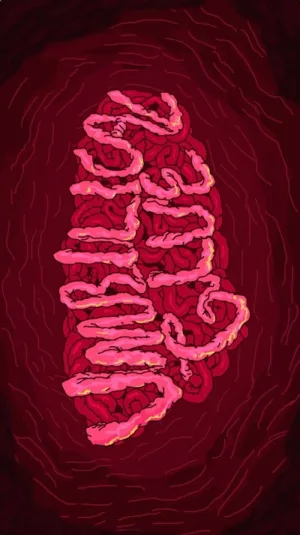 چسب ناف