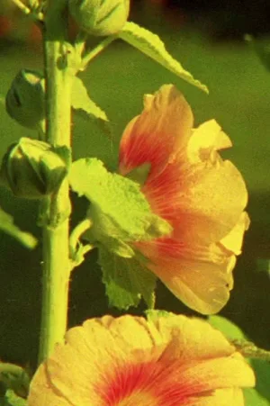 اسپین