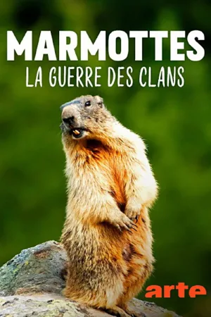 م marmottes la Guerre des Clans