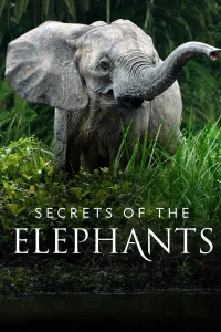 س secrets of the elephants