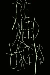 خوراک‌خورهای علفی