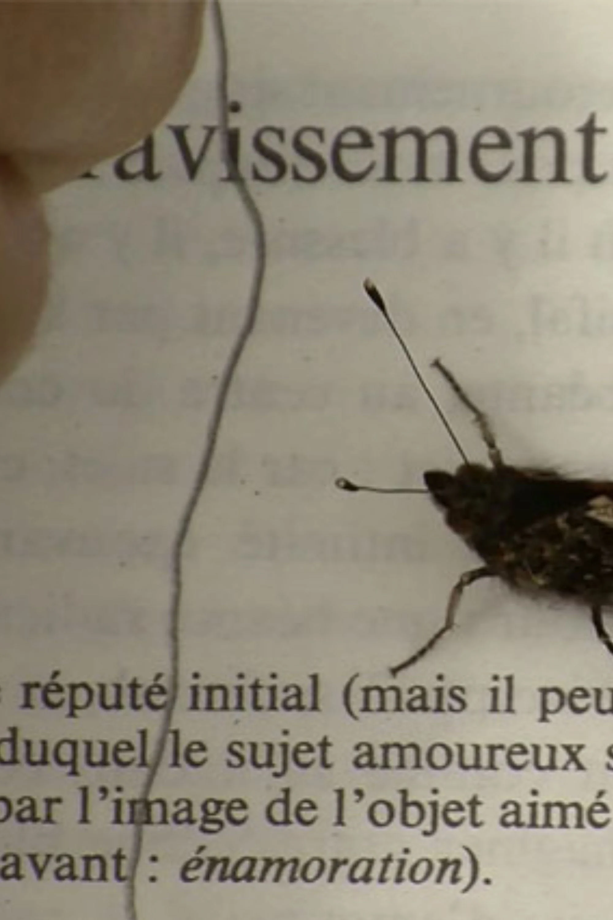 عشق در مسیر خار دار