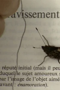 عشق در مسیر خار دار