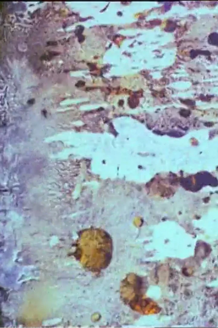 زیبایی و جانور