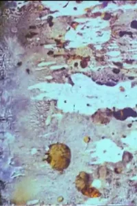 زیبایی و جانور