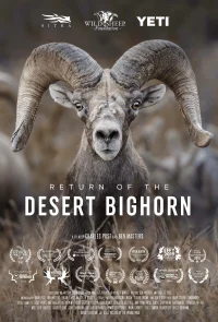 Return of the Desert Bighorn