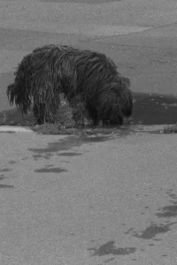 گودال‌ها، نمی‌دانم