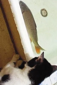 سایۀ دفترچه خاطرات