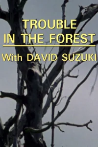 Trouble in the Forest