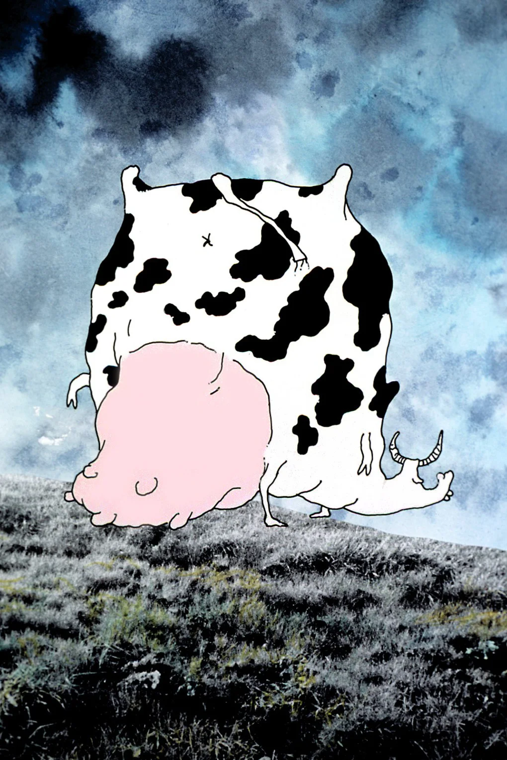 بوییدن یک گاو