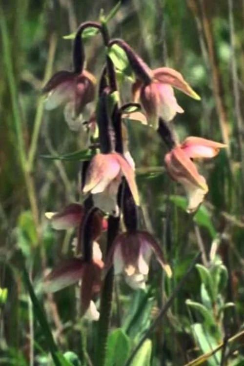 پارک های ملی نبایدیانه